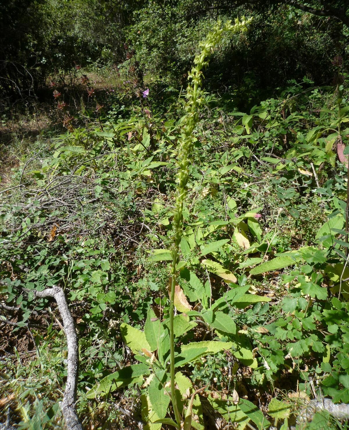 High Resolution Piperia michaelii Plant